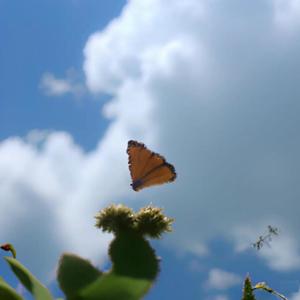 OR NOT (feat. KIDDSUPREAM) (Explicit)