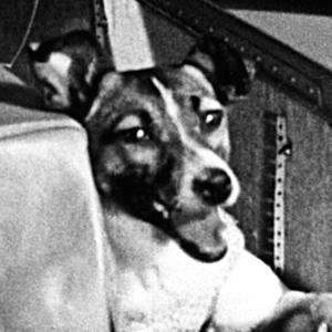 Brick And Stone For A Wall Of Gold