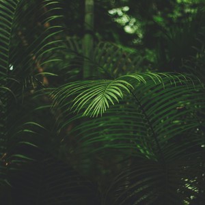 Blissful Sounds of Nature | Ambient Melodies to Relax