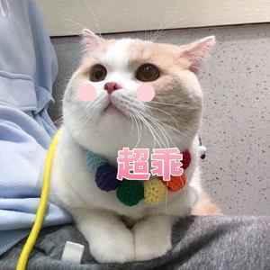 喜欢-黑猫