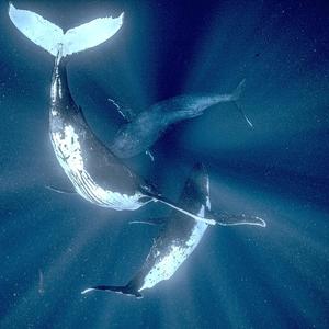 Lives of the Desert Whales