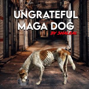 Ungreatful Maga Dog