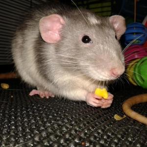 Rat's Knuckles (feat. Carpet) (Explicit)