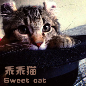 乖乖猫