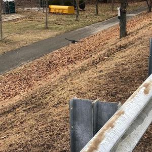 light yagami (Explicit)