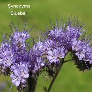 Bridal Chorus Minimal Cut