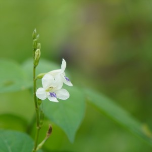 A Nya Ta Ra Taung Su