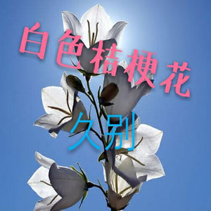 白色桔梗花