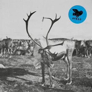 Simleflokk under månen