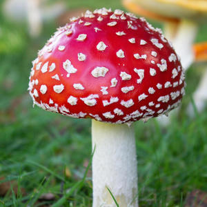 Flowers of Guatemala