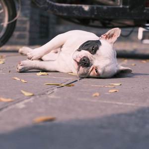 SLEAZY DOG ZOOTED (Explicit)