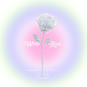 白色玫瑰