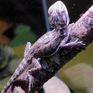 The Zoo (feat. Ernie Wayne) (Explicit)