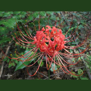 sychoronicity~第三章 巡る世界のレクイエム