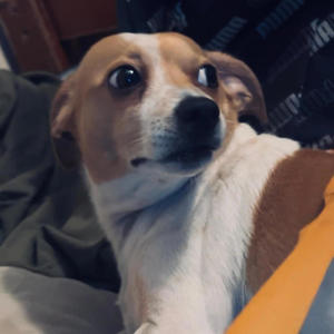 Skepta (feat. Brianneverlose) (Explicit)