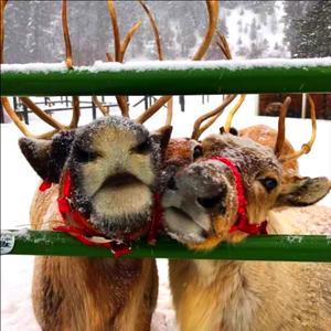 emo xmas (f.@steviex333)