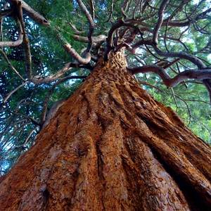TALL STANDING TREE (Explicit)