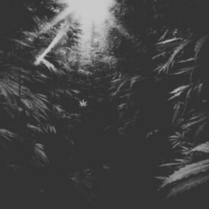 SLUMS PT 4 (Explicit)