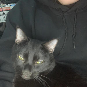 BIRD GANG (Explicit)