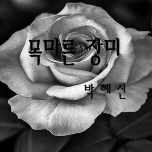 목마른 장미 (A Thirsty Rose) (干燥的玫瑰)