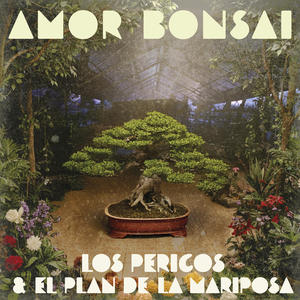 Amor Bonsai