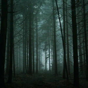 Serenade Of The Twilight Forest