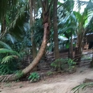 Hitam manis