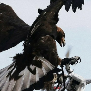 Schicksal (Explicit)