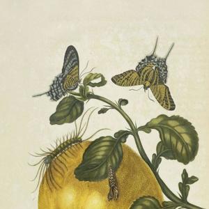 METAMORPHOSIS (Explicit)