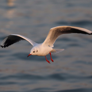 一封信寄给未来的她demo