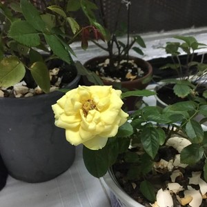 胡琴说