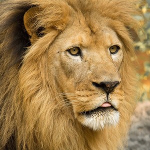 King freestyle (feat. Hood chapo) (Explicit)