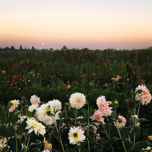 风雪夜归人 (女版)