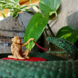 El Mono y La Culebra (Desde Casa)