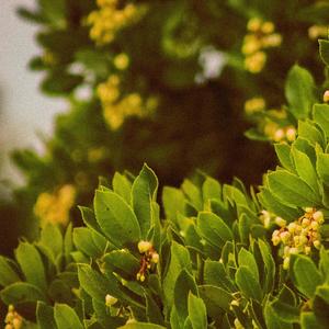 CROWS(feat. Mangroove) (Explicit)