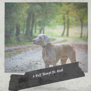 A Walk Through the Woods