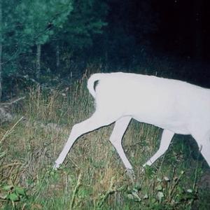 bag of bones (feat. XIXVII)