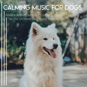 Calming Music for Dogs: Reduce Anxiety with Our Canine Lullaby for the Ultimate Dog Music Therap