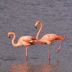 Flamingo