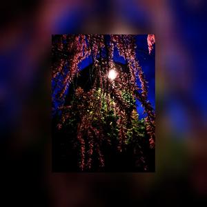 Mach mein *** (Explicit)