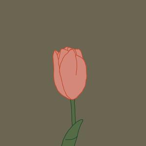 Tulip