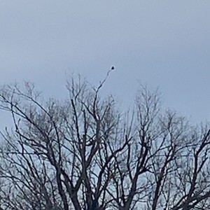 red winged black bird