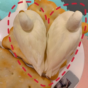 LittleBat伴奏 (伴奏)