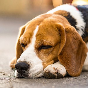 Melodías Relajantes Tranquilas Y Calmas