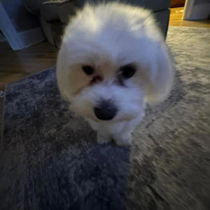 someone please ****ing kill me or ill do it myself (Explicit)