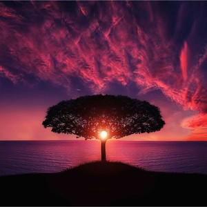 Nature's Piano
