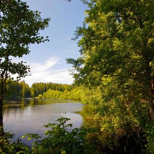 Forest Serenity