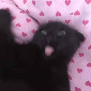 blackheart (Explicit)