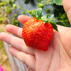 崇如青 - 外婆的澎湖湾