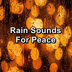 Cozy Rain Storm in the Night